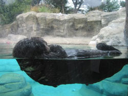 orseaotter.jpg